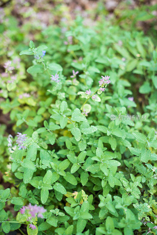 调味香草和香料:Nepeta racemosa 'Grogg'(矮猫薄荷)